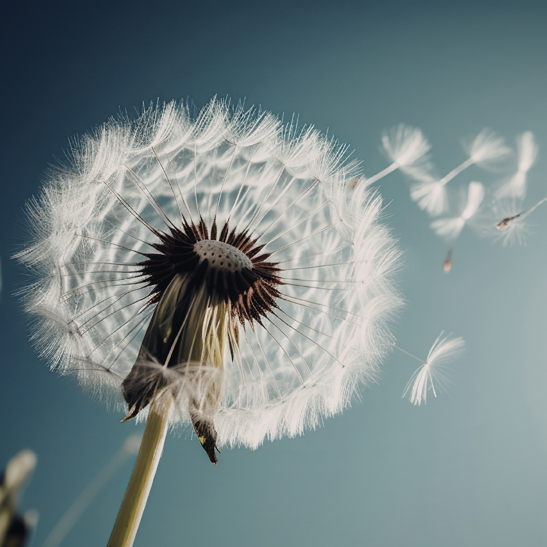 Traumas et transgénérationnel